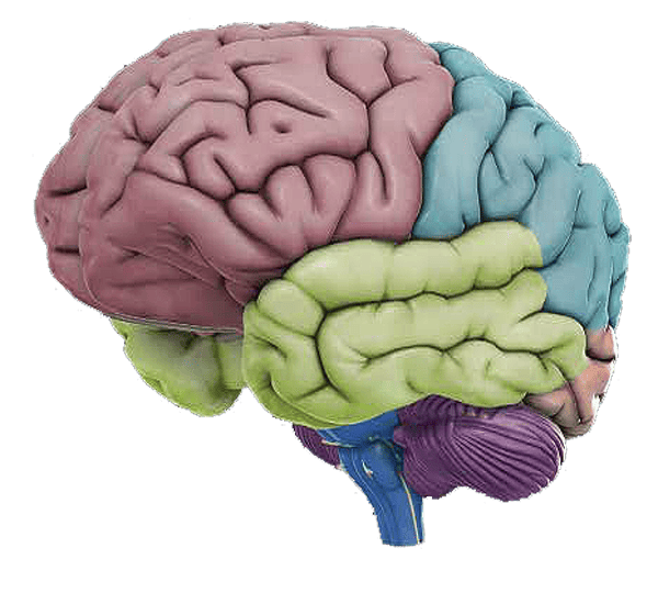 Brain icon